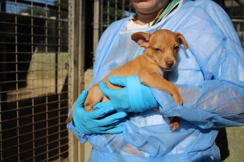 Azalée (F) Chiot Pod/ FBM Adoptée en Espagne