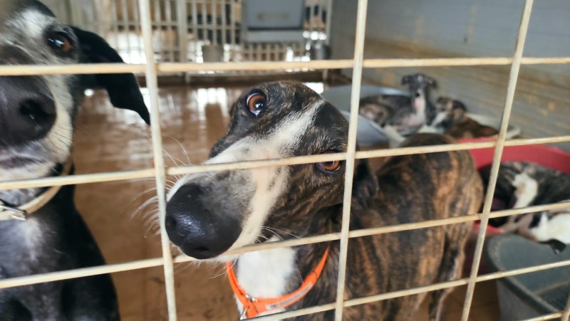 Colombo (M)  / FBM  Adopté