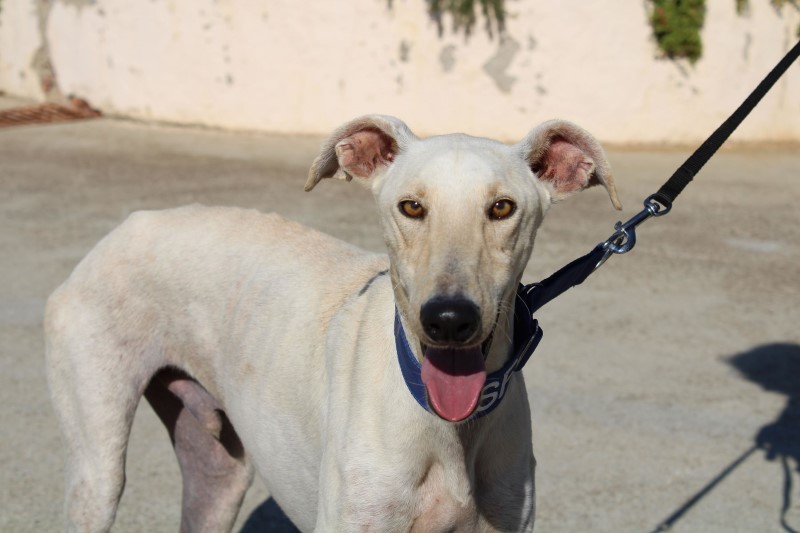 Pablo (M)/ FBM Adopté