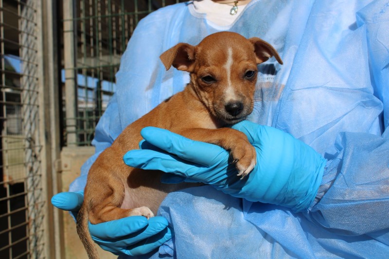 Pervenche (F) Chiot Pod/FBM Adoptée