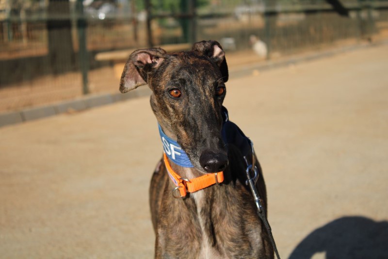 Sam (M) FBM Adopté