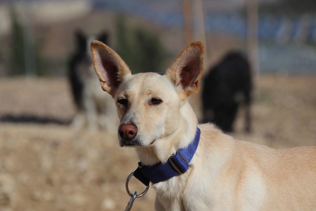 Abril (F) Mix podenca / Abyda Adoptée