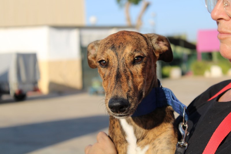 Balu (M) Chiot / FBM Adopté