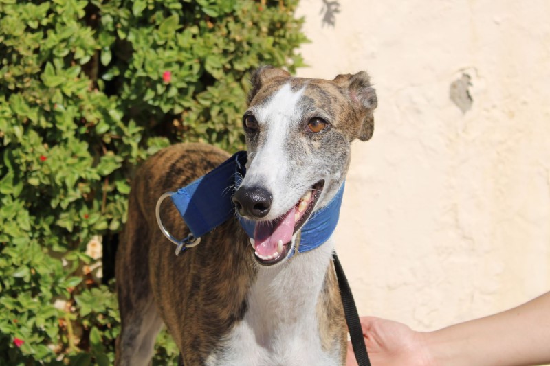 Betty (F) / FBM Adoptée