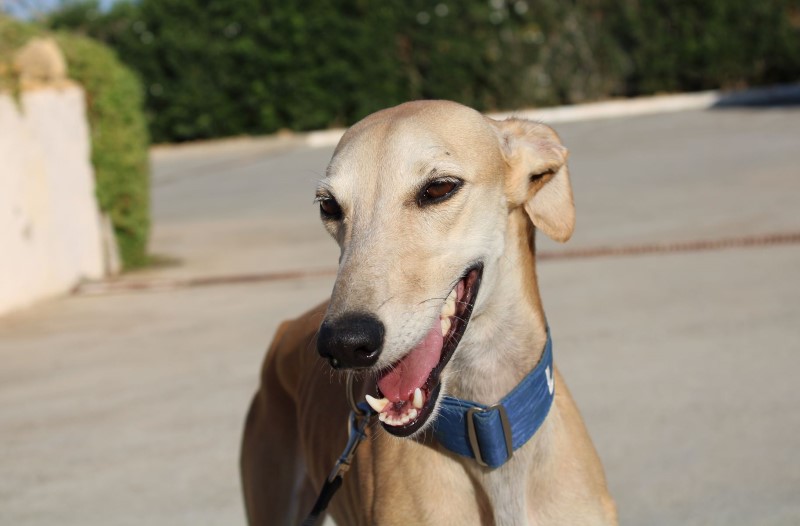 Candy (F) FBM Adoptée