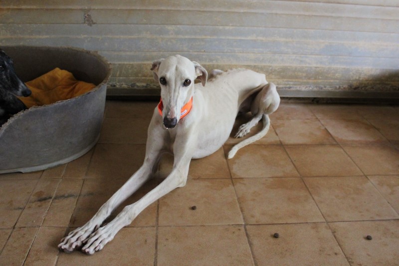 Désirée (F) / FBM Adoptée