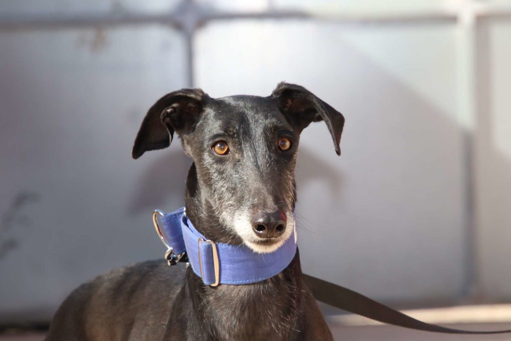 Terri (M) / Adopté