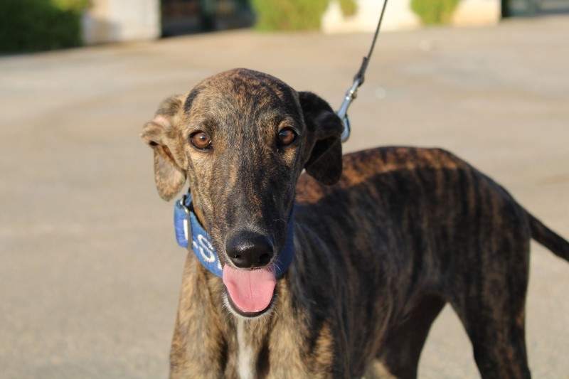 Kimko (M) Chiot / FBM Adopté