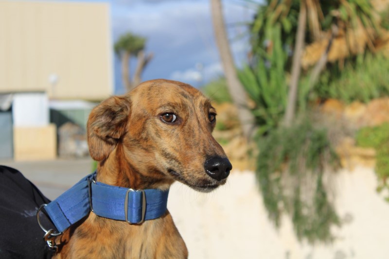 Perdigon (M) / FBM Adopté