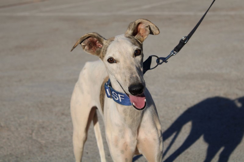 Pincelin (M) / FBM Adopté
