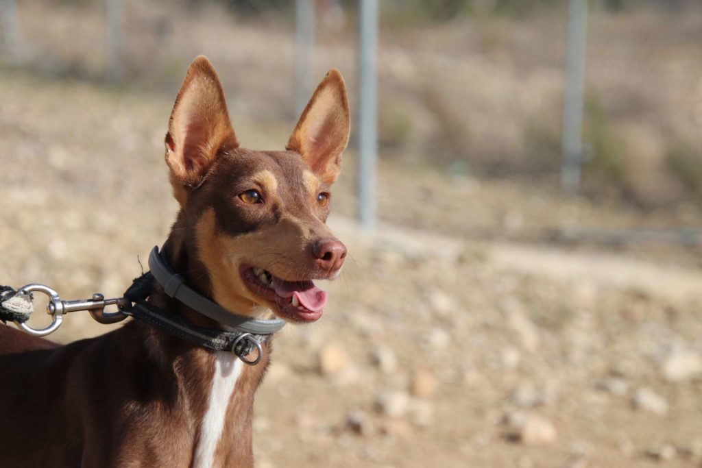 ROMEK (M) podenco / Abyda