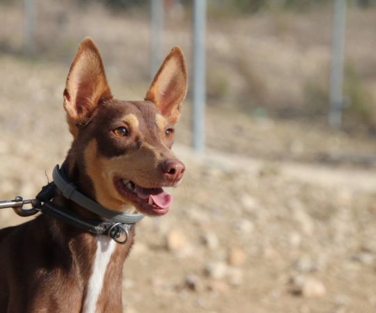 ROMEK (M) podenco / Abyda