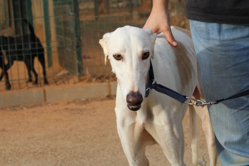 Shanti (M)/ FBM Adopté