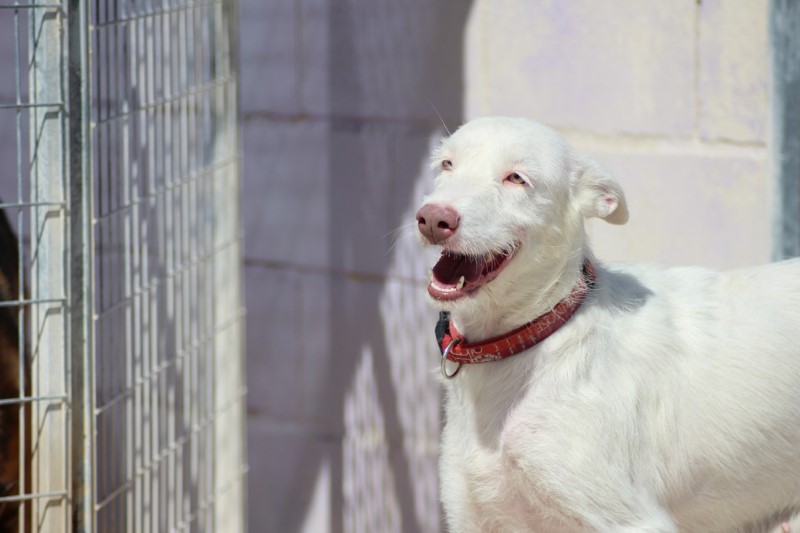 Tomasa (F) Pod / Ecija Adoptée