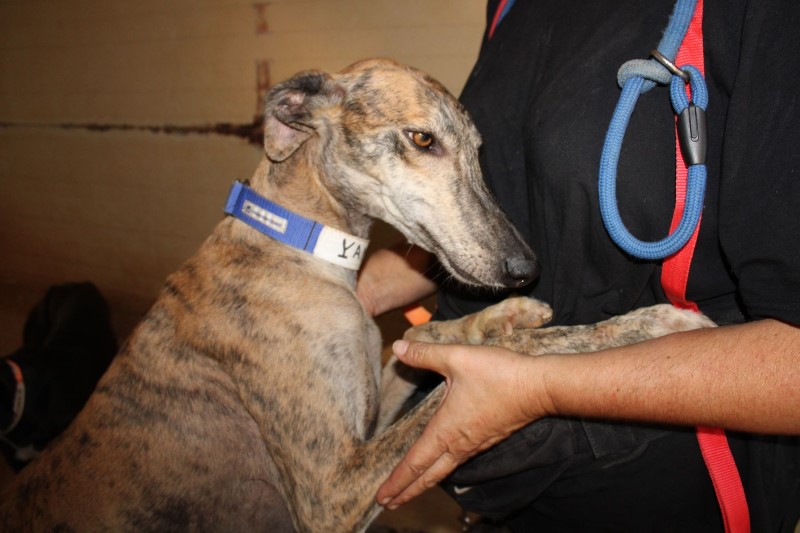 Yamil (M) FBM Adopté