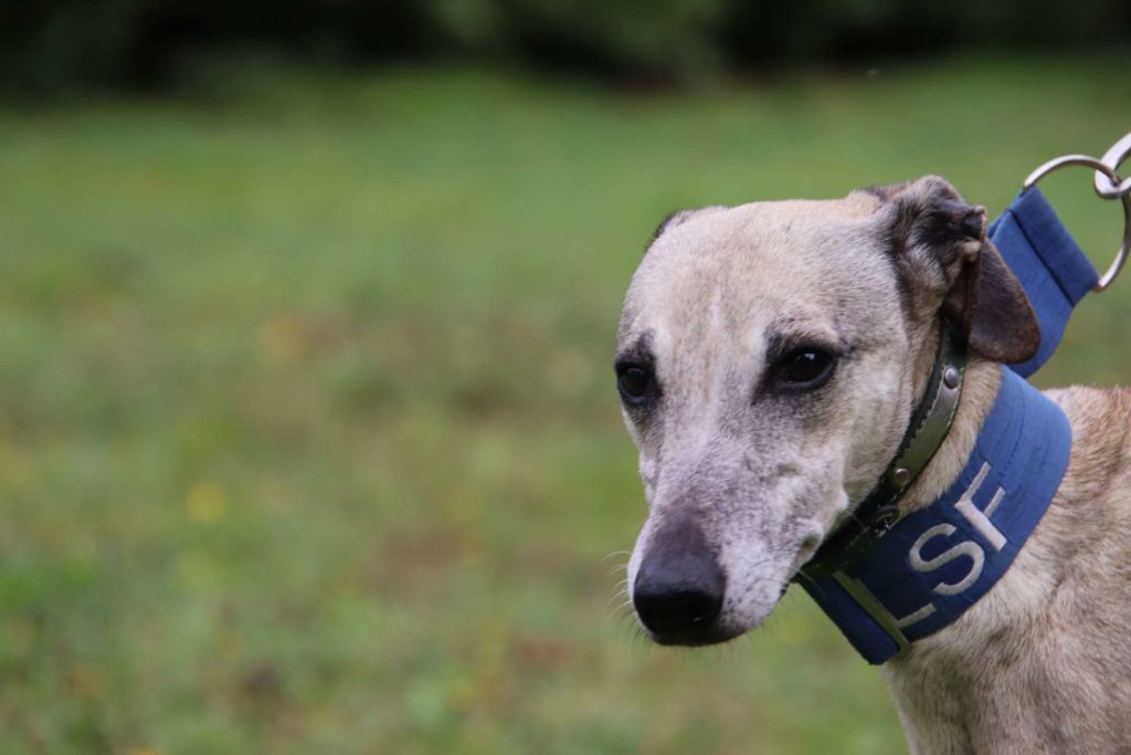 ARTHUR (M) / Whippet / Adopté