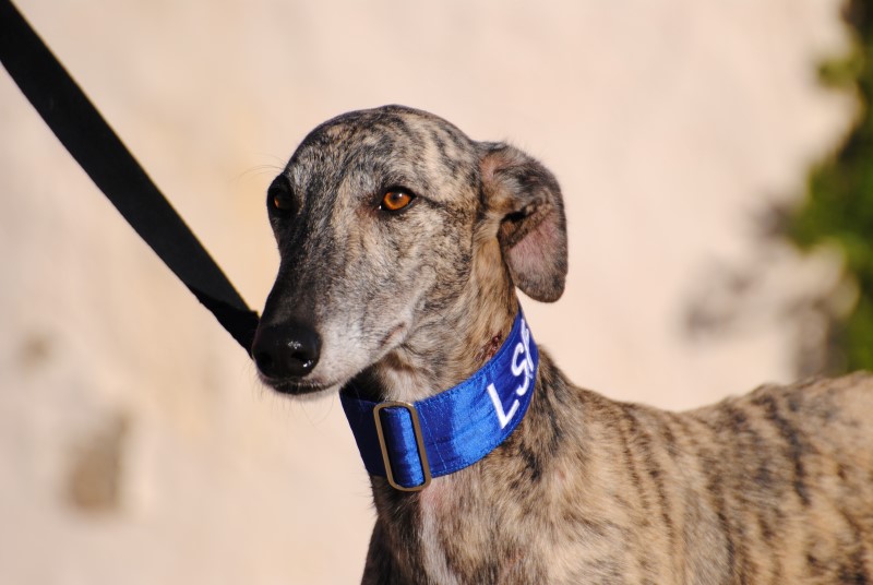 Balzac (M) / FBM Adopté