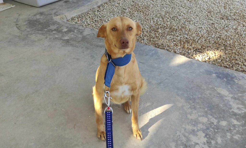 BELLA (F) / podenca / Abyda