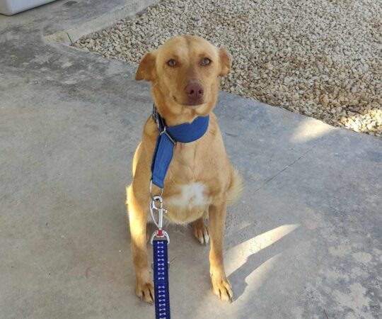 BELLA (F) / podenca / Abyda