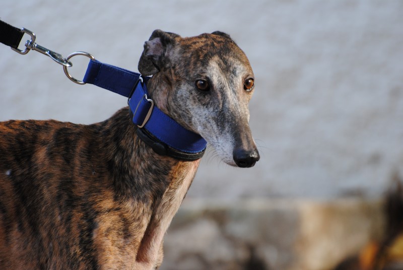 Brigns (M) / Ecija Adopté