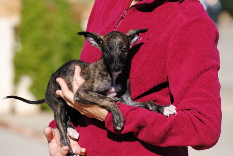 Chanel( F) Chiot / FBM Adoptée