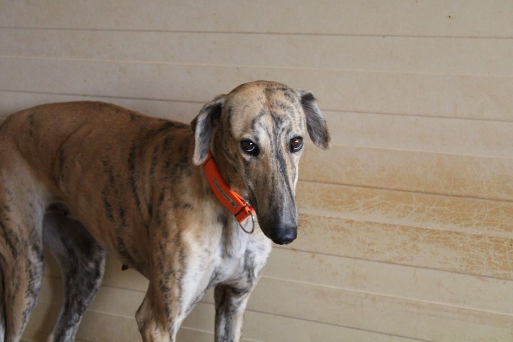 Cyrana (F) / FBM Adoptée