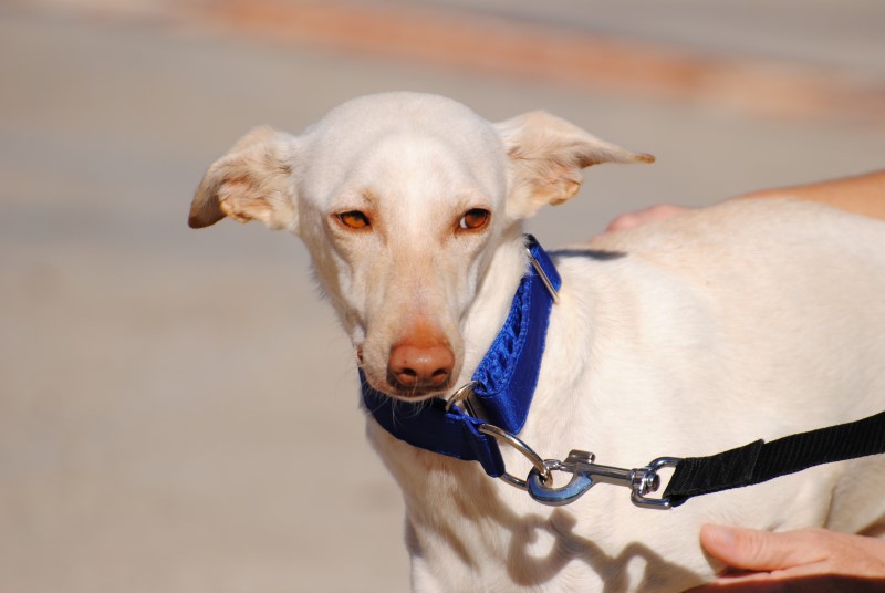 Guss (M) Pod Adopté