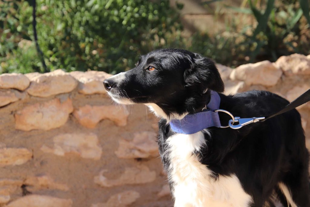 Estrella (F) / X-BORDER / Tobarra Adoptée