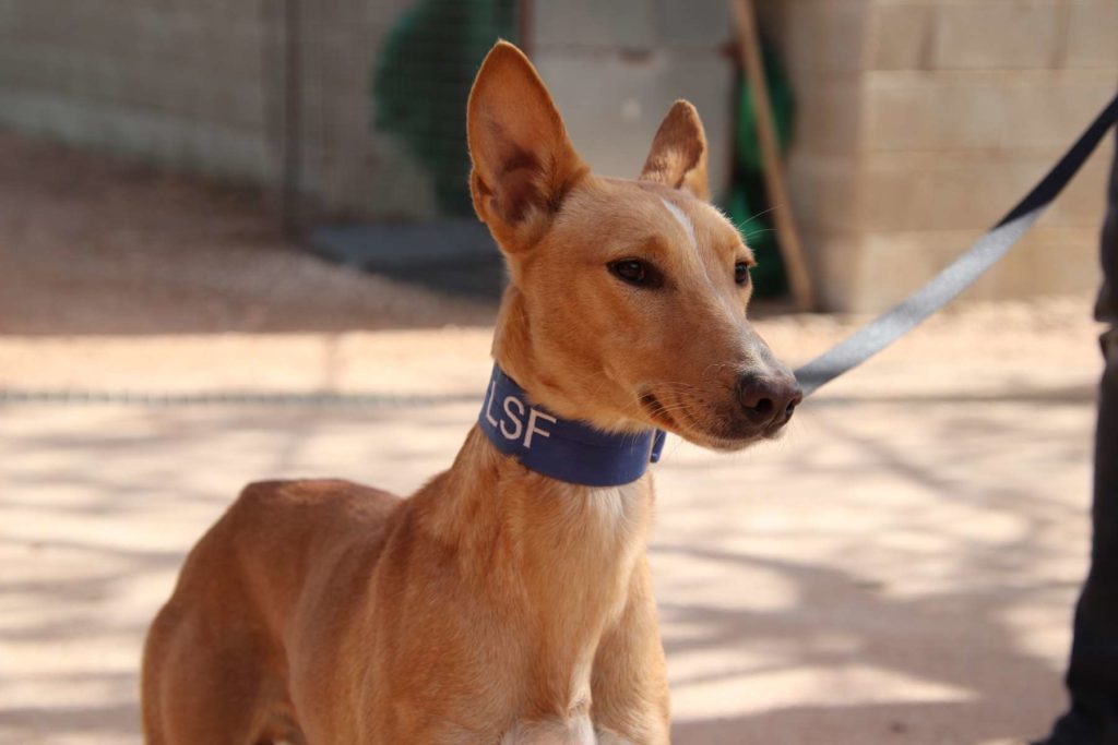 RAMSES (M) / Podenco / Tobarra Adopté