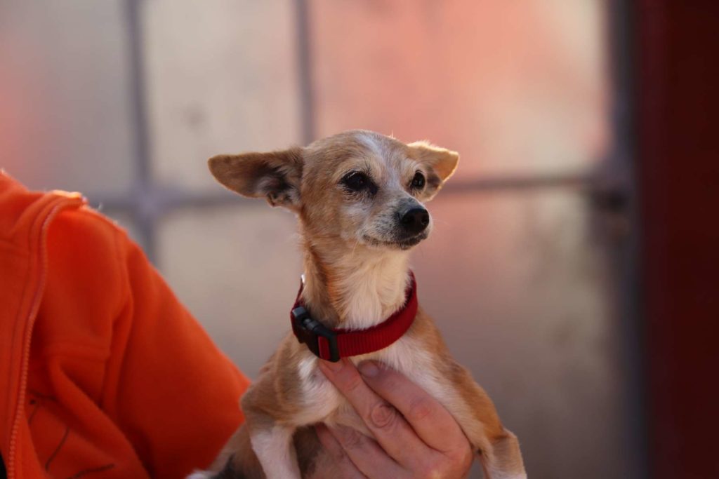 Tica (F) / Chihuahua / Tobarra Adoptée