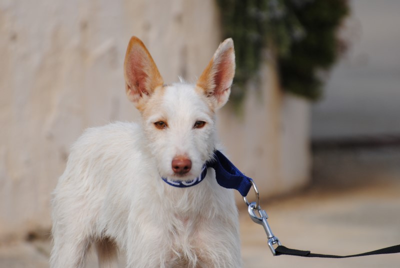 Jaya (F) Pod / FBM Adoptée