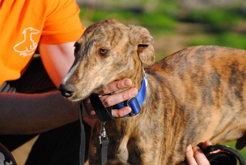 Jonas (M) Chiot / FBM Adopté