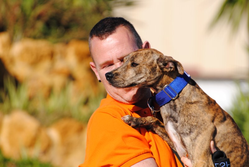 Kai (M) Galgo X / FBM Adopté
