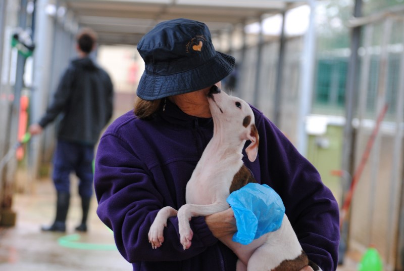 Koa (F) Chiot / FBM Adoptée