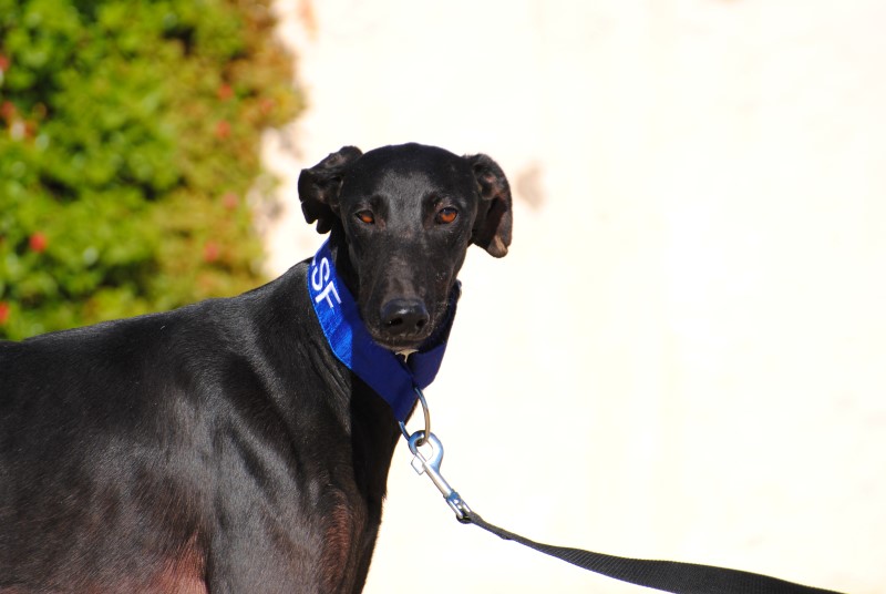 Londro (M) / FBM Adopté