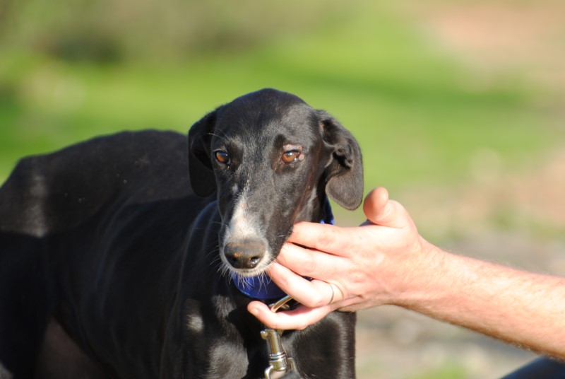 Macha (F) Chiot / FBM Adoptée