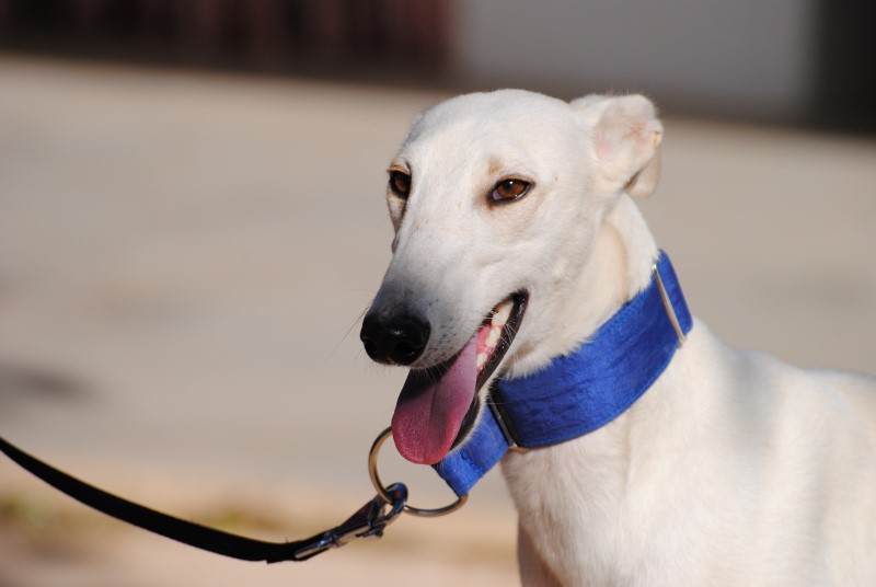 Maestro (M) / Tobarra Adopté