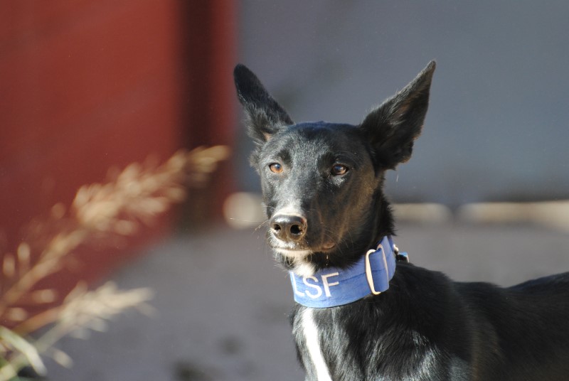 Nera (F) / Pod / Tobarra Adoptée