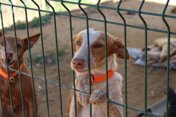 Naomi (F) Pod / FBM Adoptée