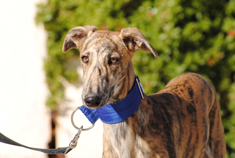 Pongo (M) / FBM Adopté
