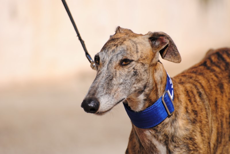Saeta (F)/ FBM Adoptée