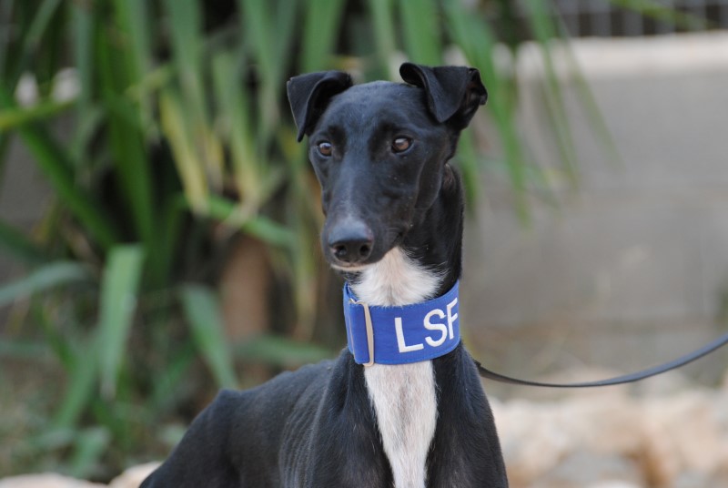 Sylvano (M) / Tobarra Adopté