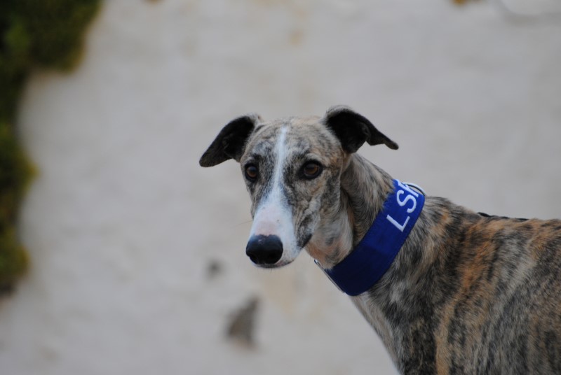 Tadeo (M)/ FBM Adopté