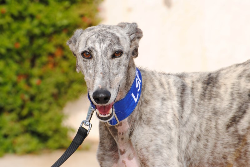 Vicente (M) / FBM Adopté