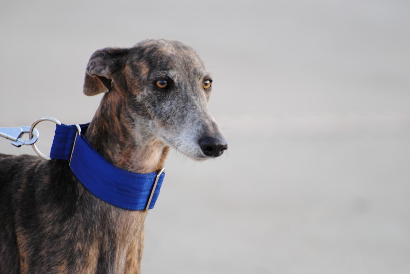 Victoria (F) / FBM Adoptée