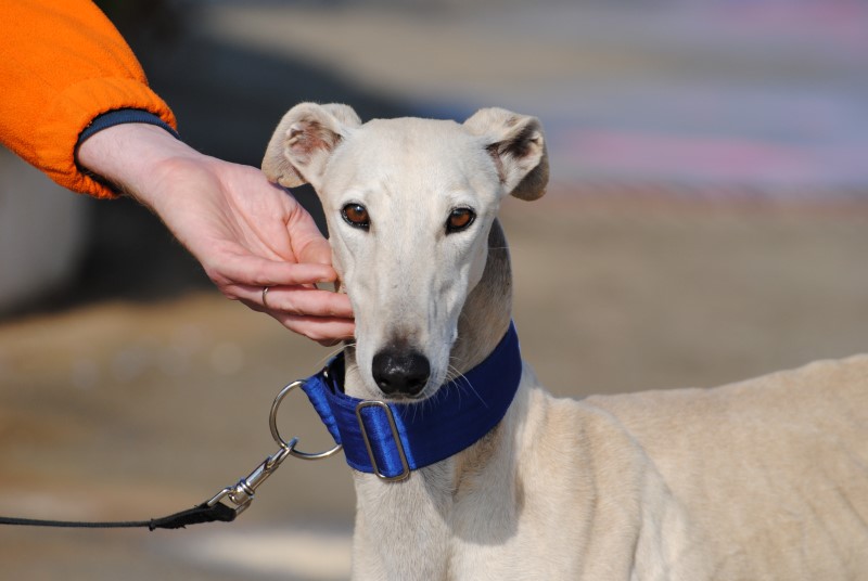 Zadig (M)/ FBM Adopté