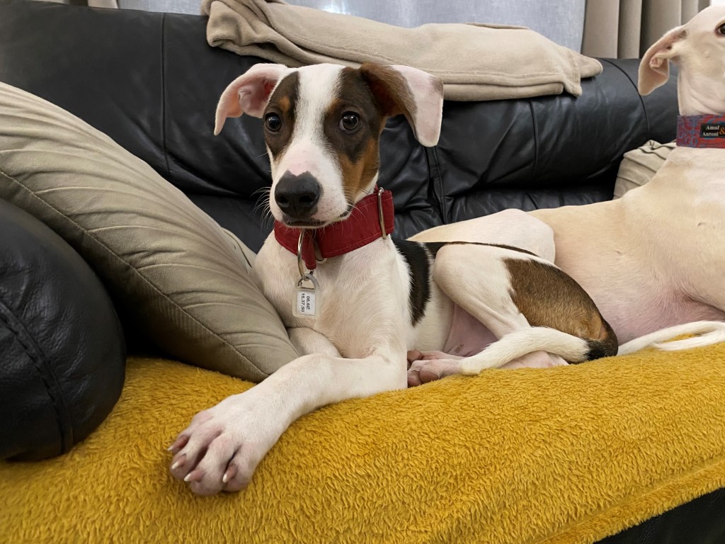 Lorhien (M) Chiot / Adopté