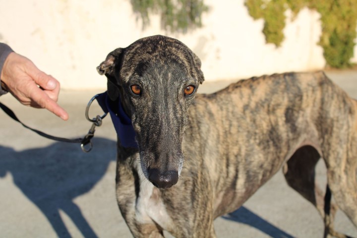 Nadia (F) FBM Adoptée