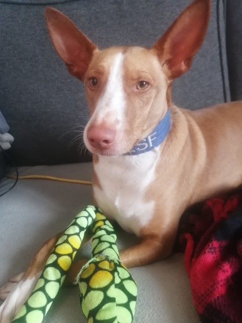 Rony (M) Pod / Adopté