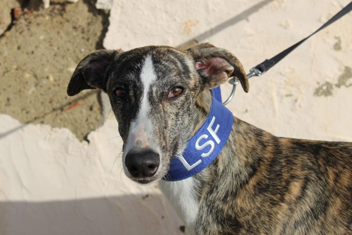Airouan (M) / FBM Adopté
